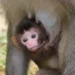Why Do Monkeys Bite Their Babies?