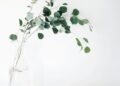 Is Eucalyptus Plant Safe For Pregnancy?