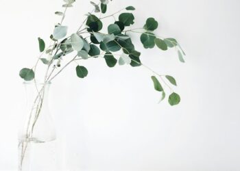 Is Eucalyptus Plant Safe For Pregnancy?