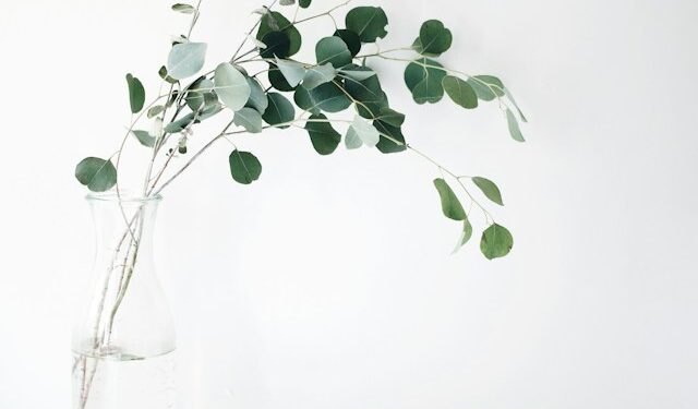 Is Eucalyptus Plant Safe For Pregnancy?